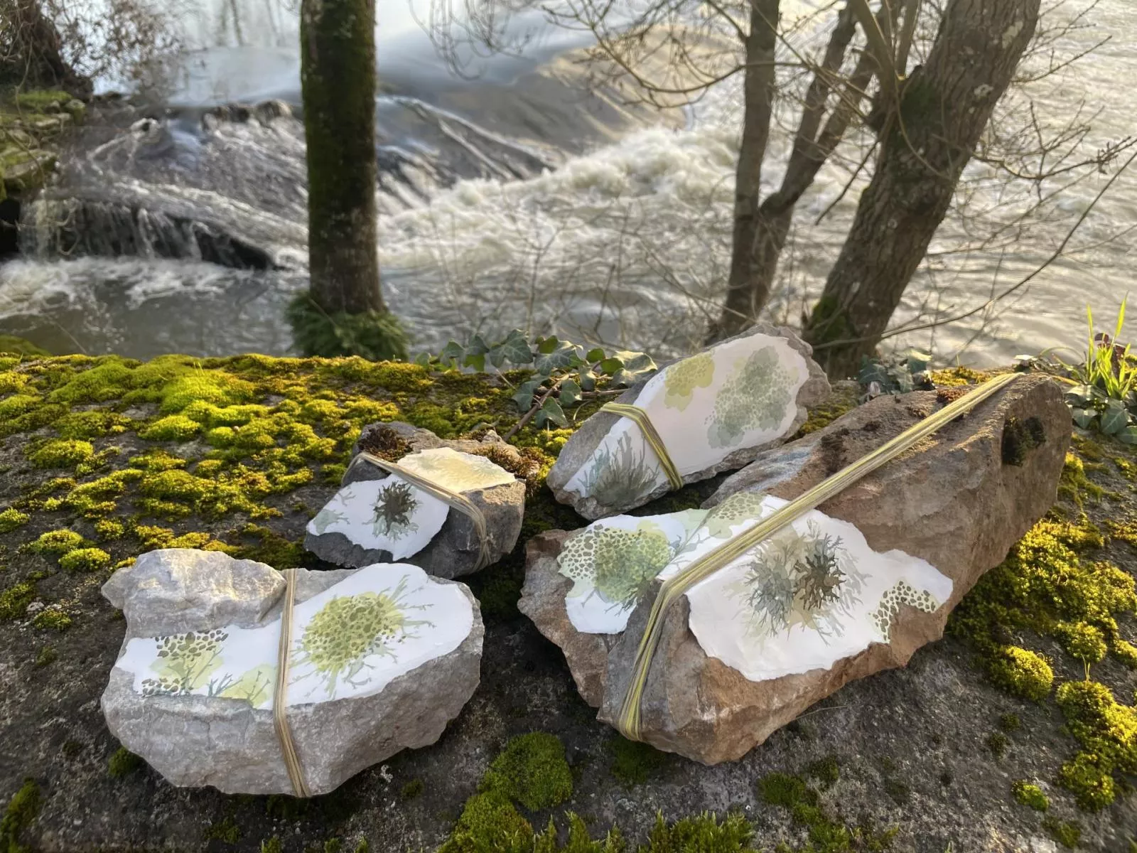 Eclosions lichéniques - volume