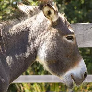 Ilot Z Animo Ilot Z Animo