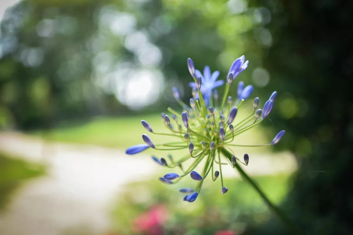 Le Jardin de Vaulieu