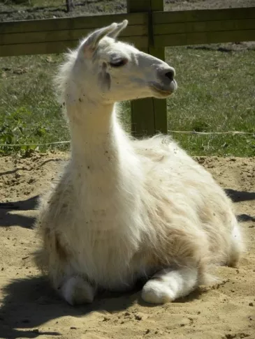 L’ILOT ZANIMO