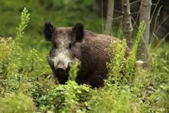 SALLERTAINE CHASSE L’AMICALE
